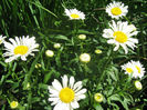 Margarete