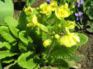 Primula  ;Ciubotica Cucului