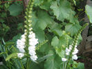Phisostegia