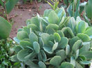 Sedum Spectabilum Ghetica