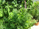 Sedum, Ghetica