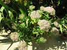 Sedum