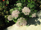 Sedum