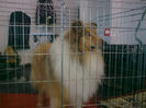 Collie Rough
