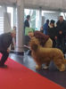 Briard