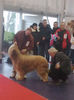 Briard