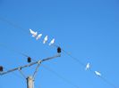 image011