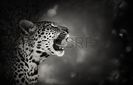20026984-leopard-portrait-artistic-processing--kruger-national-park--south-africa