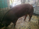 PORCI DUROC