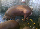 PORCI DUROC