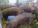 PORCI DUROC