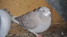 DSC06401