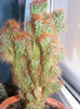 cereus peruvianus var. monstrosus