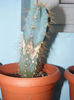 azureocereus