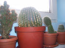 Echinopsis oxygona