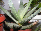 ALOE FEROX