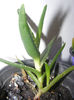 ALOE CILIARIS