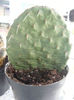 Opuntia sp