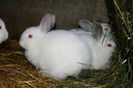 CICNA (Cresc.Iepuri Calif.Neo Alb)