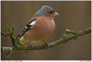Buchfink im Apfelbaum 150309-3297