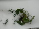 DSCN1451