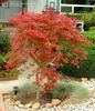 acer orangeola