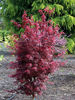 acer palm , sketers broom