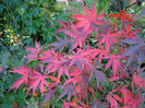 acer palm. wakehurst pink