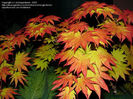 acer shirasawanum autumn moon