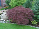 Acer-palmatum-Dissectum-Garnet-