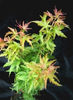 acer-palmatum-kotohime-