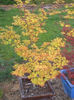 Acer-palmatum-Orange-Dream-