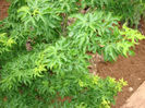 acers crispifolium