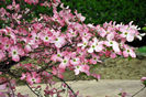 cornus kousa rubra  50