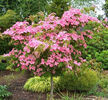 cornus kousa satomi 50