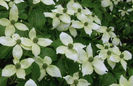 cornus kousa wietings select 55