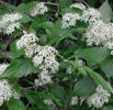 cornus racemosa 20