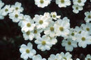 cornus-cloud-nine. 50