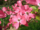 cornus-floribunda-sweetwater-45