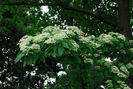 Cornus-macrophylla- 45