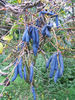 Decaisnea_fargesii_30