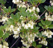 Enkianthus_campanulatus_Albiflorus-40
