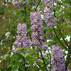 paulownia-tomentosa.40