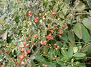 Cotoneaster in decembrie 2013