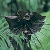 tacca chantieri