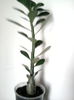 adenium