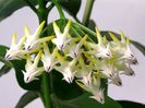 multiflora - Second Best Hoya - Valkiria