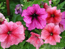 232697Petunia