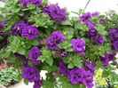 Petunia-Double-Wave-Blue-Velvet