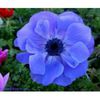 anemone blue